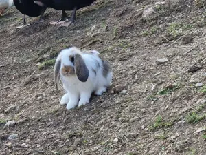 Widder Schlappohr Loop Hasen weiblich