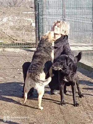 Merle - bezaubernd und liebevoll Bild 3