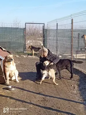 Merle - bezaubernd und liebevoll Bild 4