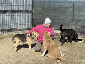 Merle - bezaubernd und liebevoll Bild 5