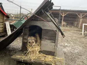 Merle - bezaubernd und liebevoll Bild 6