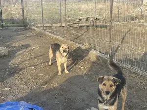 Merle - bezaubernd und liebevoll Bild 7