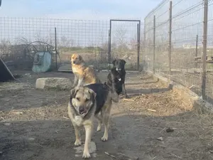 Merle - bezaubernd und liebevoll Bild 8