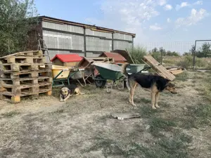 Merle - bezaubernd und liebevoll Bild 9