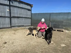 Merle - bezaubernd und liebevoll Bild 10