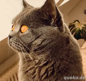Reinrassige BKH Deckkater