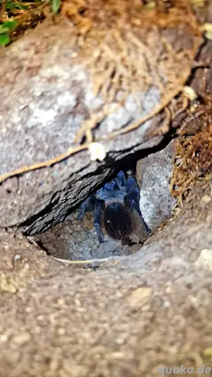  Lasiocyano sazimai 0.1 Bild 2