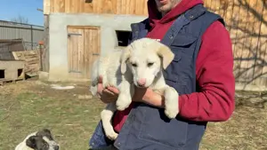 Tonka - Eine kleine Kämpferin auf der Suche nach Zuhause