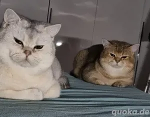  BKH Deckkater Pascha und Timoscha  Bild 2