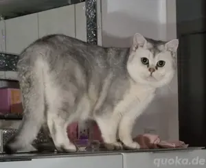  BKH Deckkater Pascha und Timoscha  Bild 3