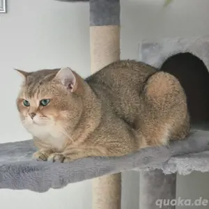 BKH DECKKATER Pascha(NICHT ZU VERKAUFEN) Bild 10
