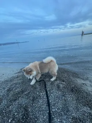 Akita Inu Welpe zu verkaufen 