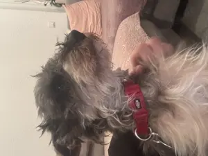 Yorkshire- Dackel mix