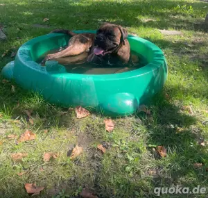 Deckrüde Boxer