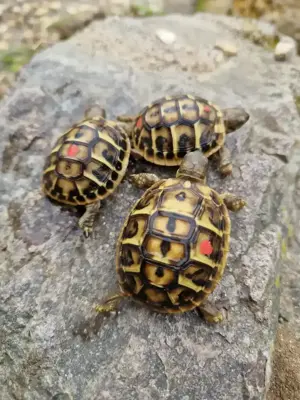 Griechische Landschildkröte, THH Apulien, THB Peloponnese 