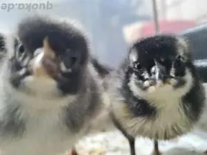 Australorp  x Cream Legbar Küken 