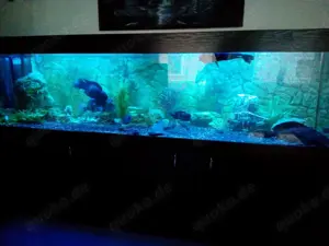 Aquarium 250x70x60 Frontsa Wels Fisch 1000 Liter