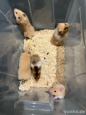 Teddyhamster