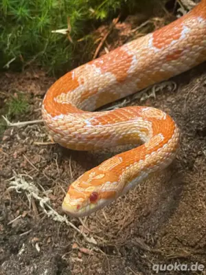 Kornnatter (Pantherophis guttatus) 1.0