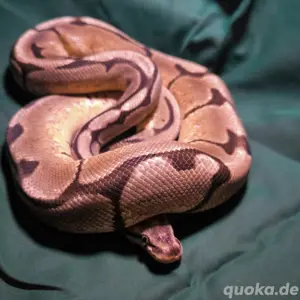 Königspython - Python regius - Pet only! Bild 5