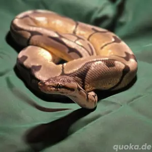 Königspython - Python regius - Pet only! Bild 3