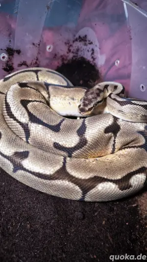 Königspython - Python regius - Pet only! Bild 2