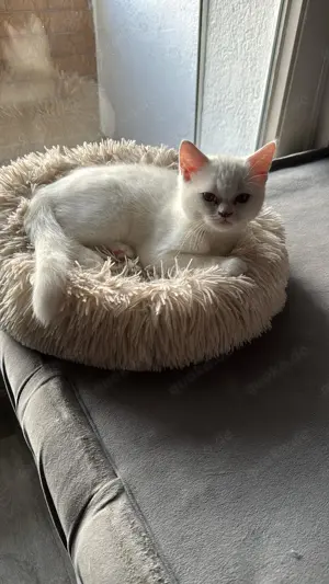 Weißer BKH Kater