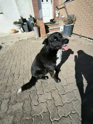 Suche Hündin für mein Rüde