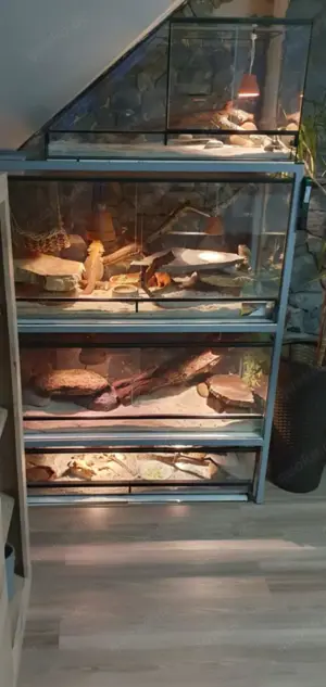 Aquarien und Terrarien Bild 5