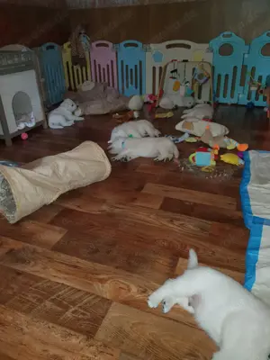 Weisse Schäferhundwelpen rein Stockhaar im Mai 