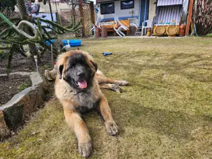 Leonberger 