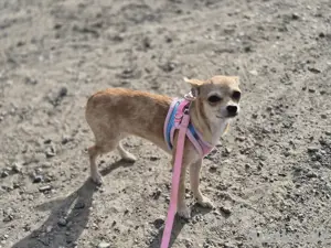 Chihuahua Hündin 
