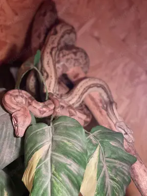 2 boa c.Imperator suchen ein neues zuhause 