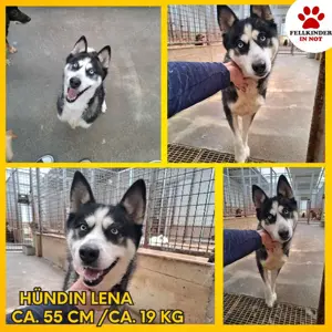 Bildhübsche Husky Mischlingshündin Lena sucht ihre Menschen