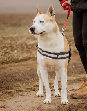 Gabriel, ein wunderschöner Husky-Mix Bild 5