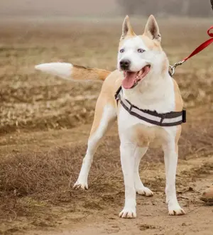 Gabriel, ein wunderschöner Husky-Mix Bild 4