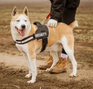 Gabriel, ein wunderschöner Husky-Mix Bild 3