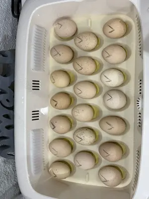 Bruteier Zwerg Wyandotten silber schwarzgesäumt Bild 5