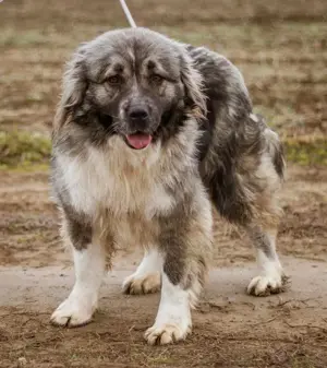 Irina, eine kaukasische Schäferhund Mischlingshündin