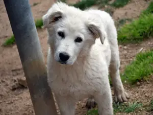 Aslan sucht sein Zuhause (noch auf Sardinien)