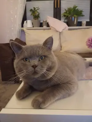 Deckkater BKH, Farbe lilac
