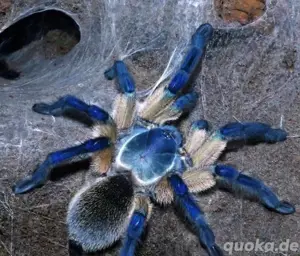 Monocentropus balfouri 0.2