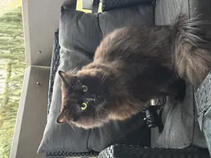 BHL Kater 