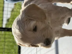 Goldendoodle F1b Welpen suchen ab Anfang Mai liebevolles Zuhause! 