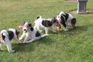 Foxterrier Welpen.