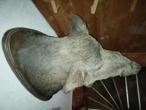 Keilerkopf Eber Trophäe Wildschwein Präparat Saukopf Tierpräparat Bild 4