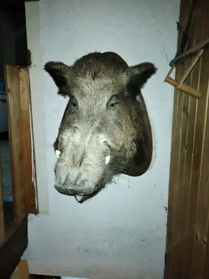Keilerkopf Eber Trophäe Wildschwein Präparat Saukopf Tierpräparat Bild 2