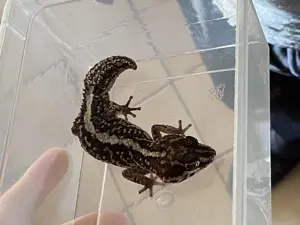 Madagaskar Großkopfgeckos :)