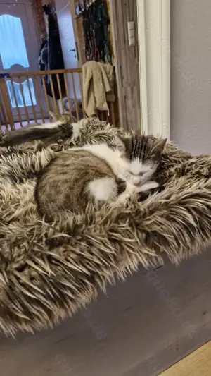 Kleiner Kater- freundlich und neugierig sucht Kumpel zum Spielen 