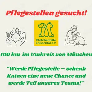  Pflegestellen für Katzen gesucht   Tierschutz braucht deine Hilfe! 
